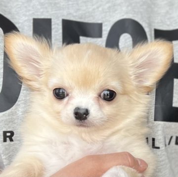 チワワ(ロング)【愛知県・女の子・2024年1月26日・クリーム】の写真「4月までのネット販売🌸パッチリ瞳の女の子🌟」