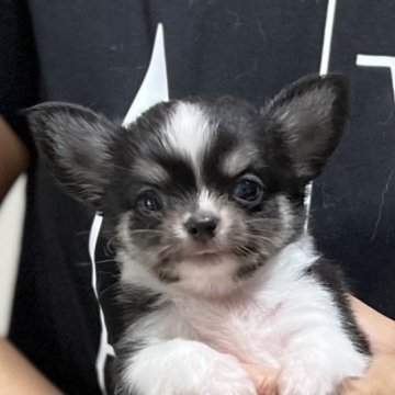 チワワ(ロング)【愛知県・男の子・2023年7月7日・ブラックタン&ホワイト】の写真「人気のチワワ✨まろ眉のイケメンくんです💕」