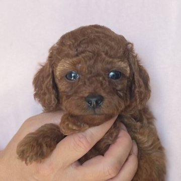 トイプードル(トイ)【愛知県・男の子・2023年10月12日・レッド】の写真「可愛い顔立ちの男の子🌟」