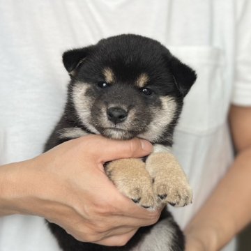 柴犬(豆柴)【愛知県・女の子・2024年4月12日・黒色】の写真「父豆柴　母豆柴認定☘️」
