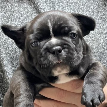 フレンチブルドッグ【愛知県・男の子・2023年1月26日・ブリンドル&ホワイト】の写真「愛らしい顔立ちの男の子♫人気のブリンドル★」