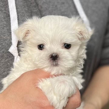 マルチーズ【愛知県・女の子・2024年2月5日・ホワイト】の写真「4月7日までの限定販売🌸可愛い女の子⭐️」