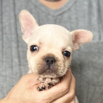 フレンチブルドッグ【愛知県・男の子・2024年9月16日・クリーム】の写真「人気のフレブルです💕」