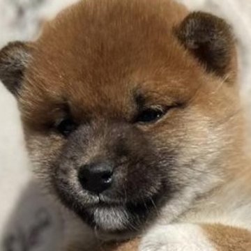 柴犬(豆柴)【愛知県・男の子・2022年12月8日・赤色】の写真「2/5までの販売になります★ふわふわな男の子♫*.」