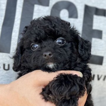 チワプー(チワワ×トイプードル)【愛知県・男の子・2024年8月21日・ブラック&ホワイト】の写真「綺麗なブラック❣」