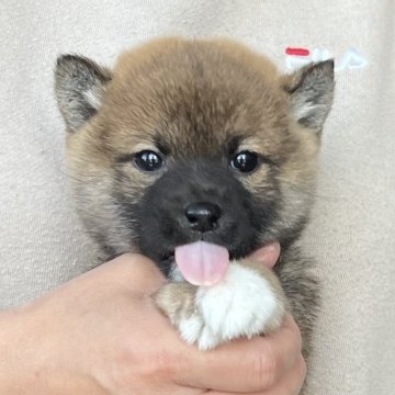 柴犬(豆柴)【愛知県・男の子・2024年2月16日・赤色】の写真「両親豆柴⭐️」