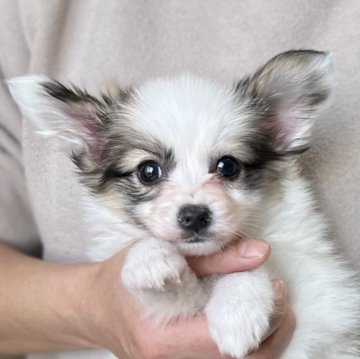 パピヨン【愛知県・女の子・2024年2月16日・ホワイト&レッド】の写真「しっかりした顔立ち🌟」