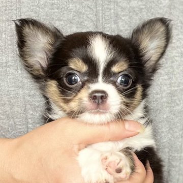 チワワ(ロング)【愛知県・男の子・2024年4月5日・ブラックタン&ホワイト】の写真「6月2日までのネット販売🌟貴重な毛色と柄です✨」