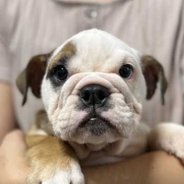 ブルドッグ【愛知県・女の子・2023年5月19日・レッド&ホワイト】の写真「⭐️愛嬌のある顔立ちです💕」