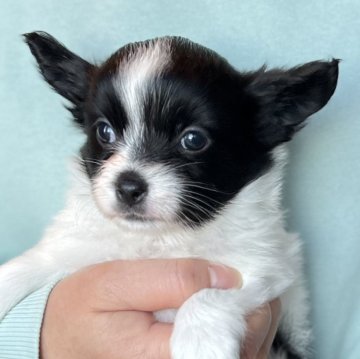 ミックス(パピヨン×チワワ)【愛知県・女の子・2023年11月23日・ブラック&ホワイト】の写真「綺麗な顔立ちです💕パピヨンとチワワのMIX⭐️」