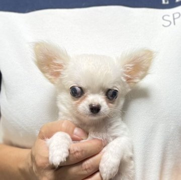 チワワ(ロング)【愛知県・女の子・2023年7月7日・クリーム】の写真「10月1日までの販売。七夕産まれの元気な女の子です」