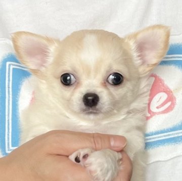 チワワ(ロング)【愛知県・女の子・2024年5月26日・クリーム&ホワイト】の写真「つぶらな瞳が可愛い子💕」