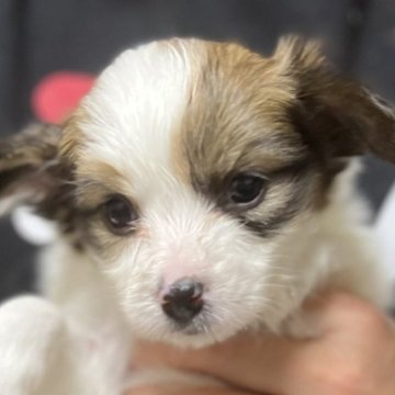 パピヨン【愛知県・女の子・2022年12月7日・ホワイト&ブラウン】の写真「2/5までのネット販売★人気の毛色です♫*.」