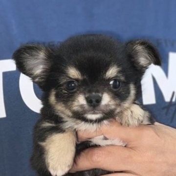 チワワ(ロング)【愛知県・女の子・2023年8月15日・ブラックタン&ホワイト】の写真「かわいらしい顔立ちの美人💕」