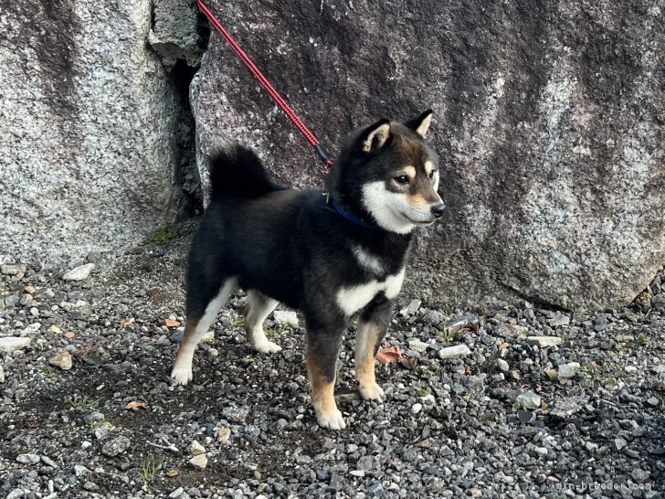 豆柴【・男の子・2023年7月20日・黒】