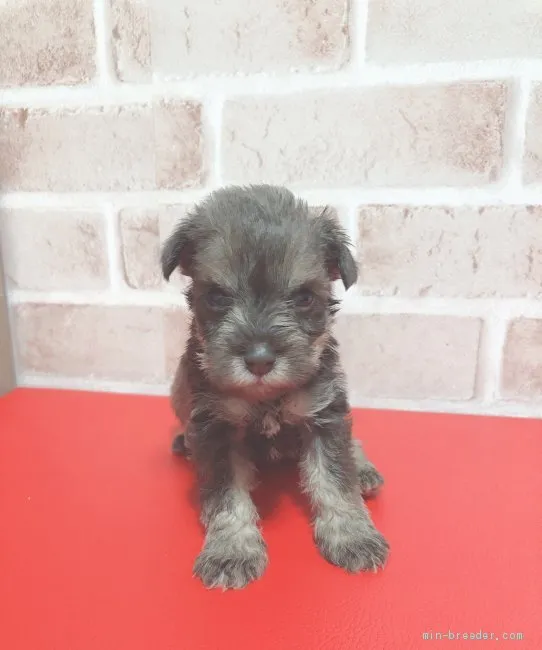 ミニチュアシュナウザー【埼玉県・女の子・2019年10月5日・レバーペッパー】の写真1「可愛い女の子です🎀」