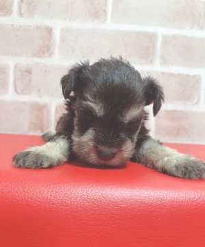 ミニチュアシュナウザー【埼玉県・男の子・2019年10月5日・レバー&タン】の写真「可愛い男の子です❣️」