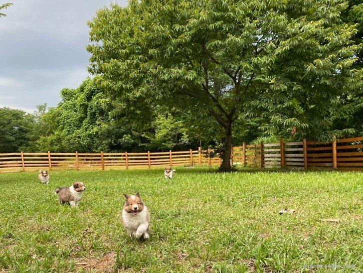 仔犬も成犬も、母犬もストレスフリーでのびのび暮らしています。｜前田　奈緒(まえだ　なお)ブリーダー(大阪府・トイプードルなど・JKC登録)の紹介写真10