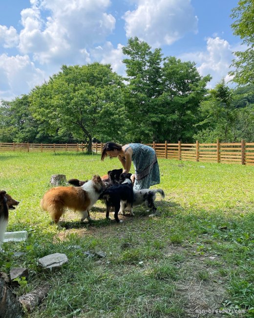 敷地500坪のドッグフィールドです。犬達はのびのび育てています。｜前田　奈緒(まえだ　なお)ブリーダー(大阪府・トイプードルなど・JKC登録)の紹介写真1