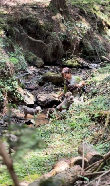 自然の中で遊ぶ時間を大切にしています。｜前田　奈緒(まえだ　なお)ブリーダー(大阪府・トイプードルなど・JKC登録)の紹介写真9