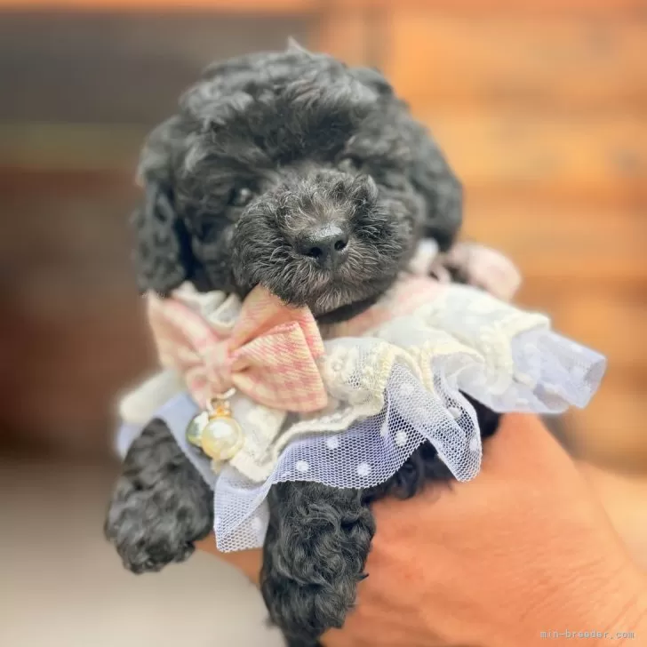 ID:2507-06199の子犬