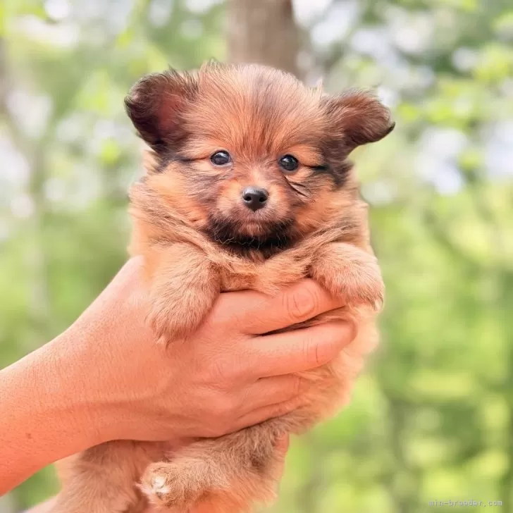 ID：2504-03706の子犬