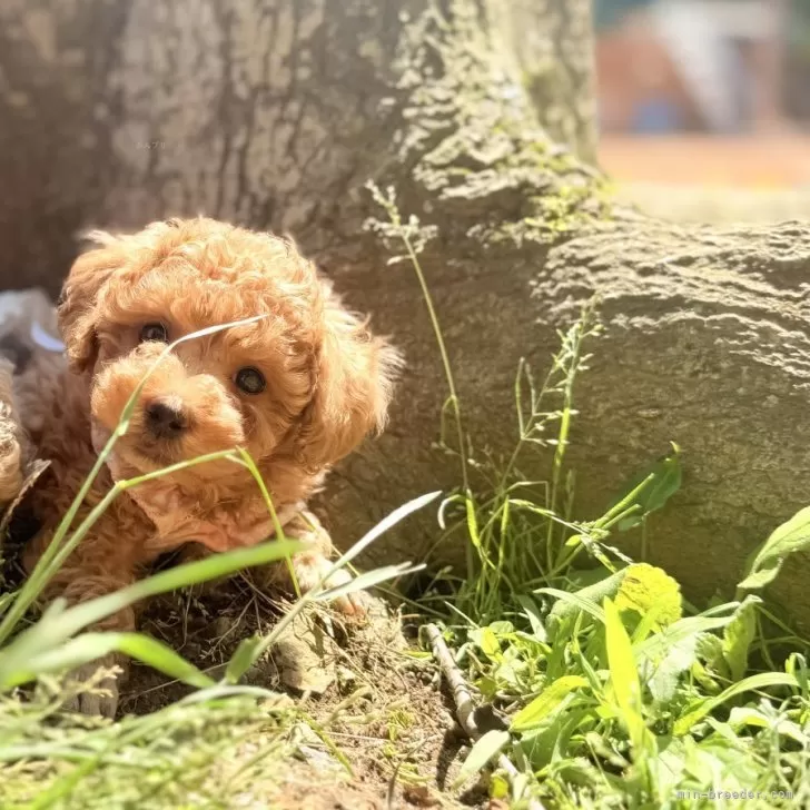 ID:2505-03005の子犬
