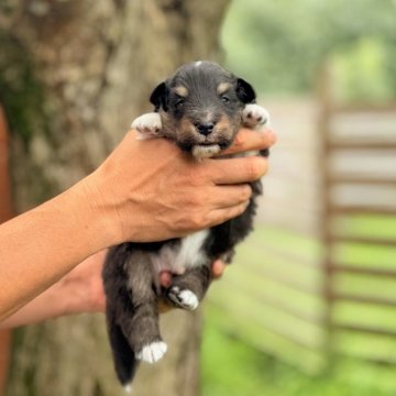 シェットランドシープドッグ【大阪府・男の子・2025年8月1日・トライ】の写真「可愛い男の子🌿」