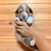 シェットランドシープドッグ