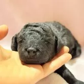 トイプードル(トイ)