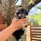 シェットランドシープドッグ【大阪府・男の子・2025年8月1日・トライ】の写真1