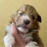 シェットランドシープドッグ