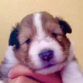 シェットランドシープドッグ