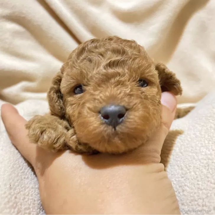 C 様のお迎えした子犬