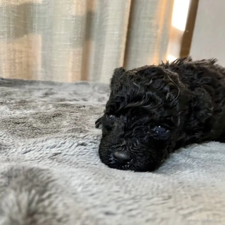 ID:2303-00426の子犬