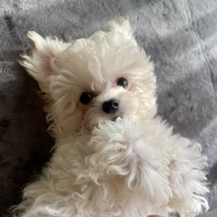 C.K 様のお迎えした子犬