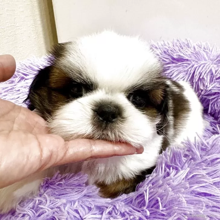 シーズー【佐賀県・男の子・2025年9月22日・ゴールド&amp;ホワイト】の写真1