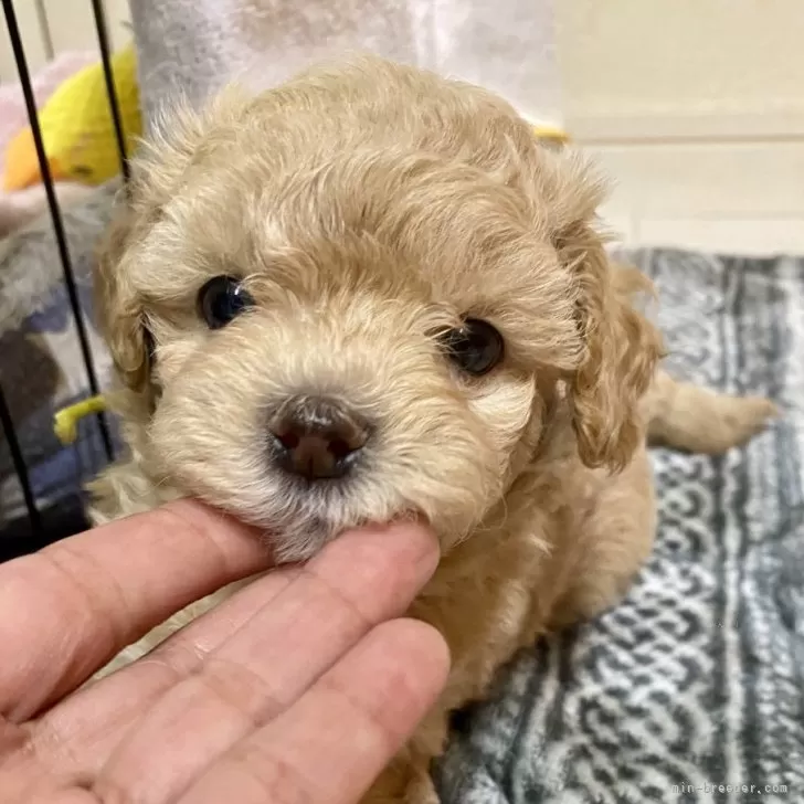 ID：2508-06402の子犬