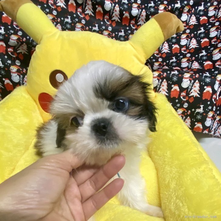 NEIGHBORHOOD いせ辰 犬張り子 S ブルー 青 新品未開封 NEIGHBORHOOD いせ辰 犬張り子 S ブルー 青 新品未開封 2025年