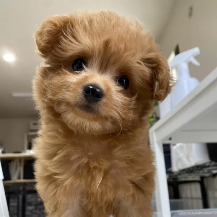 ID:2503-03296の子犬
