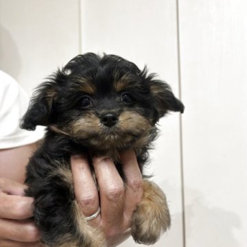 チワプー(トイプードル×チワワ)【佐賀県・男の子・2025年9月17日・ブラックタン】の写真「やんちゃboy♡」