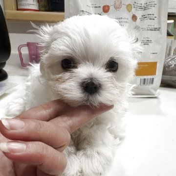 マルチーズ【佐賀県・女の子・2025年9月25日・ホワイト】の写真「マズル短め」