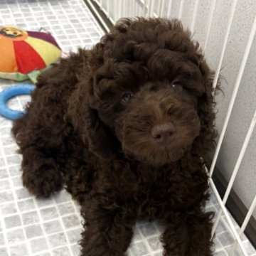 ミディアムプードル【佐賀県・男の子・2025年7月20日・ブラウン】の写真「キレイな毛色」