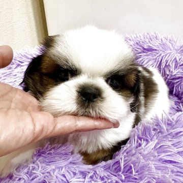 シーズー【佐賀県・男の子・2025年9月22日・ゴールド&ホワイト】の写真「美形顔♡」