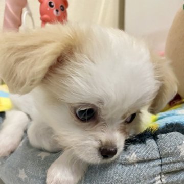 チワプー(トイプードル×チワワ)【佐賀県・男の子・2024年11月28日・クリーム】の写真「くりくりお目目のわんぱくboy♡」