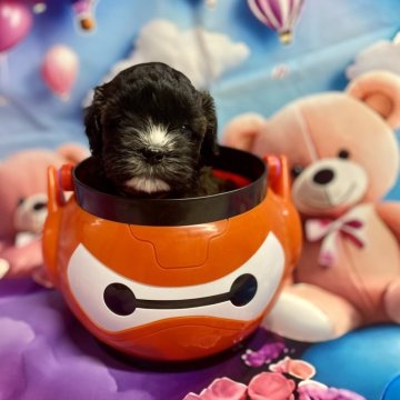 シープー(トイプードル×シーズー)【佐賀県・女の子・2025年5月7日・ブラウン】の写真「眉毛のタンあり♡プードル🐩似」