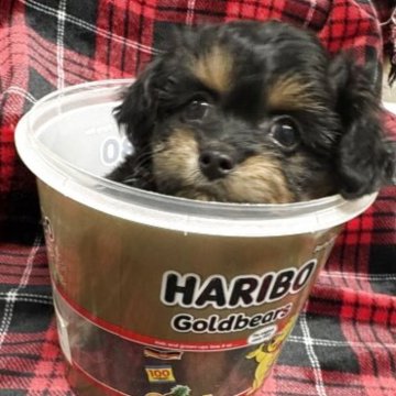 チワプー(トイプードル×チワワ)【佐賀県・男の子・2025年9月17日・ブラックタン】の写真「やんちゃboy♡」