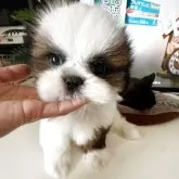 シーズー【佐賀県・男の子・2025年9月22日・ゴールド&ホワイト】の写真1