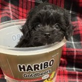 チワプー(トイプードル×チワワ)