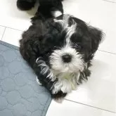 シープー(トイプードル×シーズー)【佐賀県・男の子・2025年5月7日・ブラック&ホワイト】の写真2